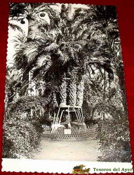 Antigua postal alicante - elche palmera del cura - no circulada - ed. garcia garrabella.