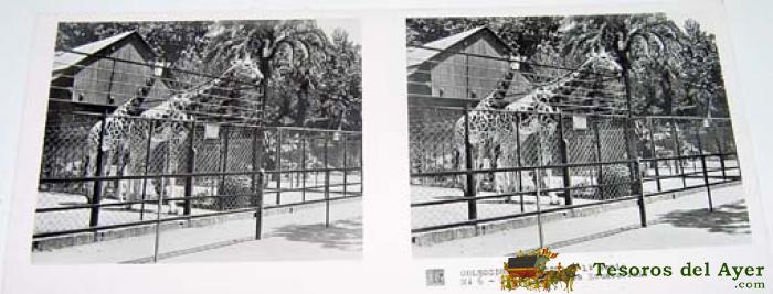  antigua foto estereoscopica de coleccion zoologica - 6 x 13 cms - relley - el escaner tomado no hac